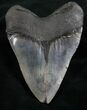 Huge Megalodon Tooth #8187-2